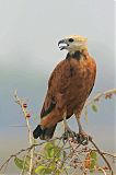 Black-collared Hawk